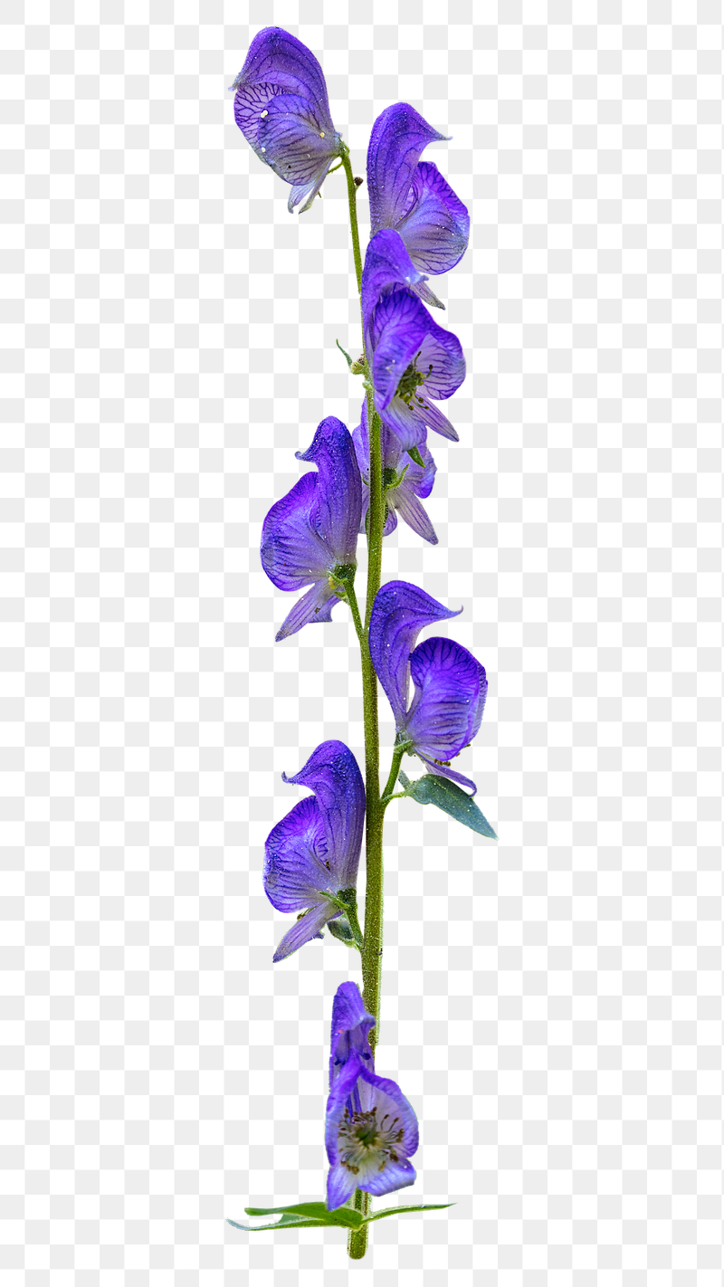 Columbian monkshood flower png sticker, | Free PNG - rawpixel