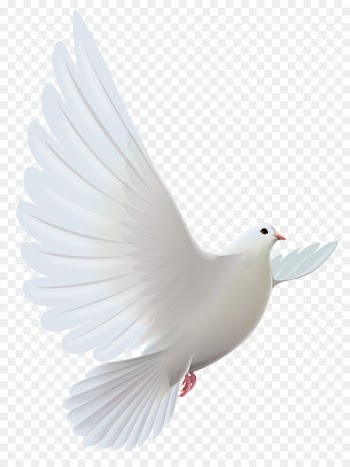 Columbidae Bird Domestic pigeon Clip art - Dove 