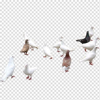 Columbidae Bird Icon, bird transparent background PNG clipart