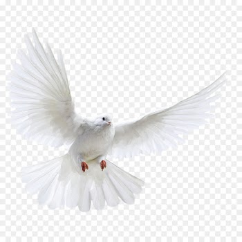 Columbidae Bird Photography - A white dove wings 