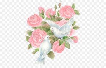 Columbidae Bird Rose Rock dove - Bird 