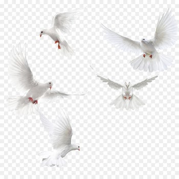 Columbidae Bird Squab - Creative dove wings,White dove 