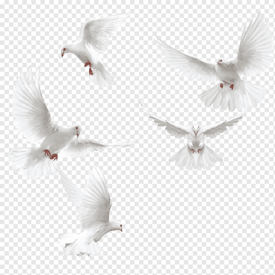 Columbidae Bird Squab, Creative dove wings,White dove, five doves, white, animals, black White png