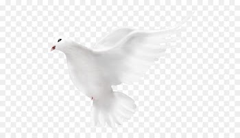 Columbidae Bird Transparency and translucency Domestic pigeon - Dove Peace Png 