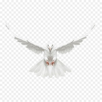 Columbidae Bird - White dove fly front 