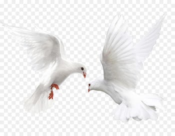 Columbidae Bird White-headed pigeon Metallic pigeon Domestic pigeon - White Pigeon 