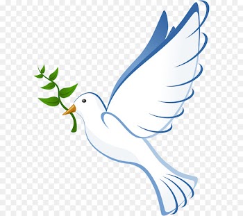 Columbidae Clip art - Dove Images Pictures 