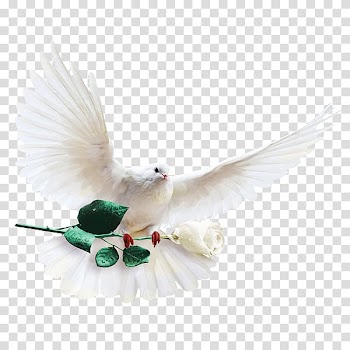 Columbidae Columba , Pigeon Grade White Rose Decorative Pattern transparent background PNG clipart