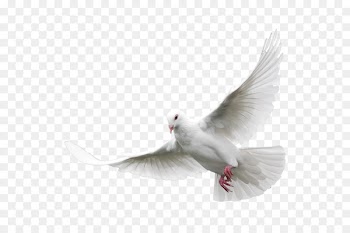 Columbidae Domestic pigeon Bird Clip art - White Pigeon 