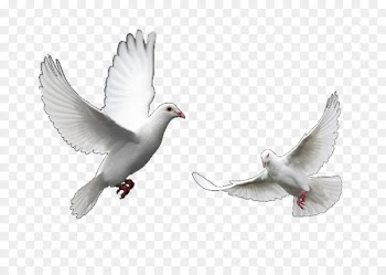 Columbidae Domestic pigeon Bird Trash Doves Release dove - Doves flying 