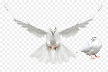 Columbidae Domestic pigeon Dove - Flying Bird 