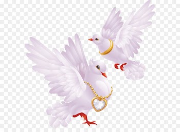 Columbidae Domestic pigeon Release dove Bird - White Pigeons Png Image 