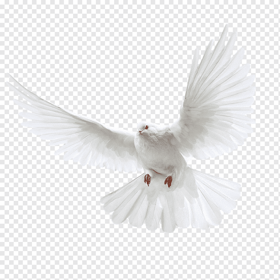 Columbidae Domestic pigeon Wedding, White flying pigeon, white dove illustration, animals, mirror, bird png