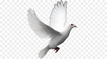 Columbidae Doves as symbols Release dove Peace Clip art - others 