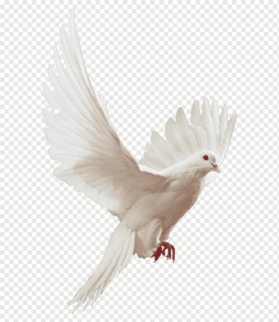 Columbidae Flight Bird graphy, DOVE, animals, chicken, fauna png