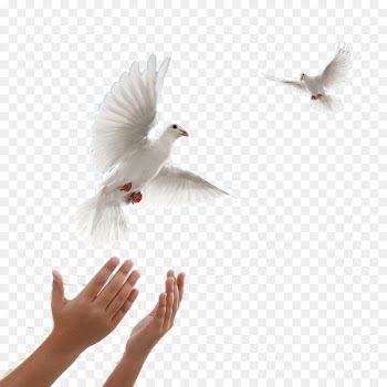 Columbidae Leavitt Funeral Services and Crematory - Flying dove of peace 