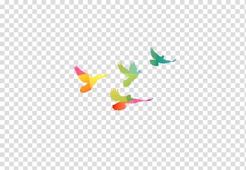 Columbidae Rock dove Bird, Flat color flying bird transparent background PNG clipart