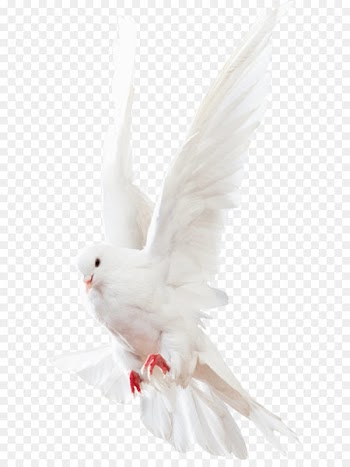Columbidae Rock dove Homing pigeon - Pigeons Animals 