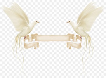 Columbidae Wedding invitation Colombe - pigeon 