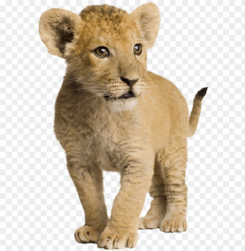 com lion cub by syl - lion baby images hd PNG image with ...