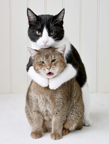 Comedic Cat Embrace: Tuxedo and Tabby Together