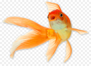 Comet Common goldfish Shark Cat Reptile - goldfish png download ...