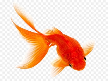 Comet Fantail Siamese fighting fish Pet - goldfish 