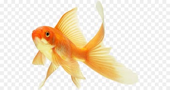 Comet Koi Common goldfish Ryukin Keeping goldfish - fish 