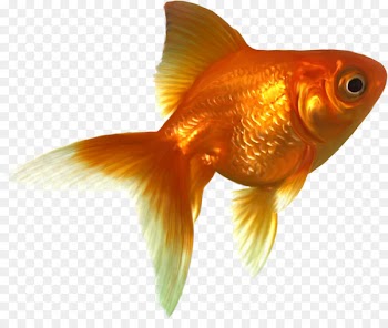 Comet Shubunkin Wakin Tropical fish - fish 