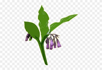 Comfrey Infused Almond Oil - Symphytum Officinale Png