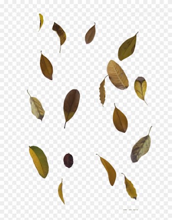 Comments - Transparent Leaf Overlay