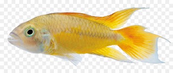 Commercial fish feed Ornamental fish - Yellow fish 