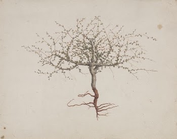 Commiphora gileadensis  (L.) C. | Free Photo - rawpixel