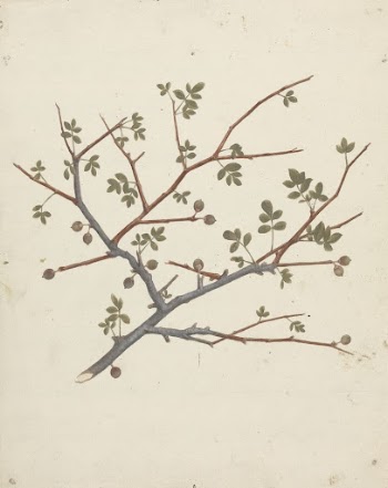 Commiphora gileadensis  (L.) C. | Free Photo - rawpixel