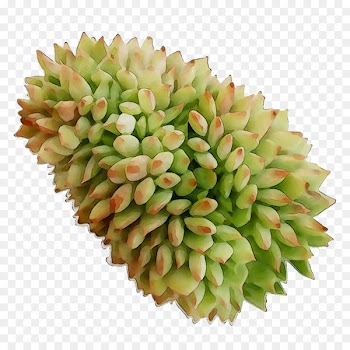 Commodity Fruit -  