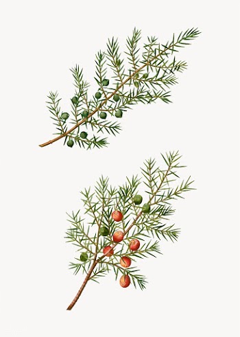 Common and prickly juniper | Free stock vector - 569024