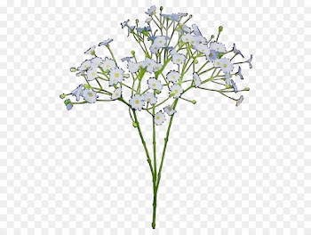 Common baby's-breath Flower bouquet Cut flowers Green -  