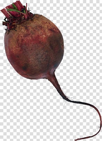 Common beet Beetroot Borscht Vegetable, vegetable transparent background PNG clipart
