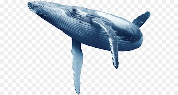 Common bottlenose dolphin Blue whale Wholphin Tucuxi - whale 