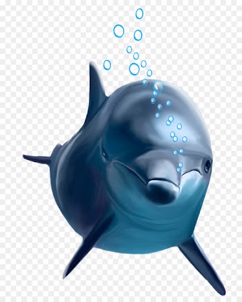 Common bottlenose dolphin - dolphin 