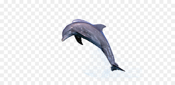 Common bottlenose dolphin Jumping Porpoise Cetacea - dolphin png ...