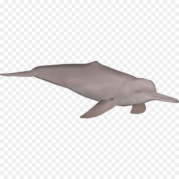 Common Bottlenose Dolphin, River Dolphin, Amazon River, Marine Mammal, Dolphin PNG