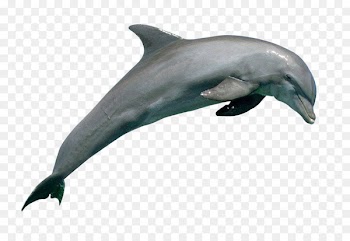 Common bottlenose dolphin Rough-toothed dolphin Wholphin Short-beaked common dolphin Tucuxi - Dolphin 
