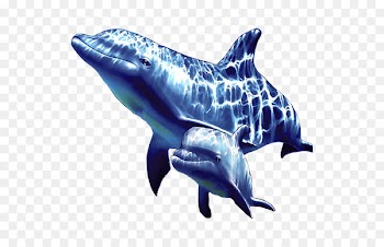 Common bottlenose dolphin Short-beaked common dolphin Rough-toothed dolphin Tucuxi Wholphin - Dolphin mother 