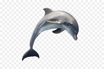 Common bottlenose dolphin Short-beaked common dolphin Tucuxi Portable Network Graphics - dolphin 