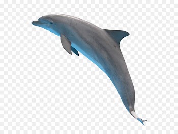 Common bottlenose dolphin Short-beaked common dolphin Tucuxi Rough-toothed dolphin Wholphin - A leaping Dolphin 