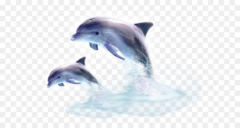 Common bottlenose dolphin Short-beaked common dolphin Wholphin Tucuxi - dolphin 