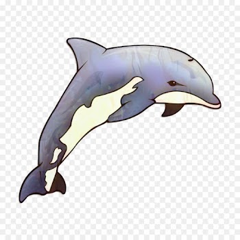 Common Bottlenose Dolphin, Shortbeaked Common Dolphin, Tucuxi, Bottlenose Dolphin, Dolphin PNG