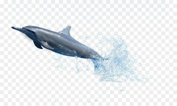 Common bottlenose dolphin Spinner dolphin Striped dolphin Tucuxi - dolphins 