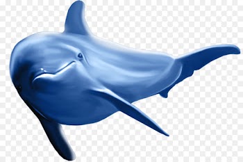 Common bottlenose dolphin Striped dolphin - Dolphin pattern 